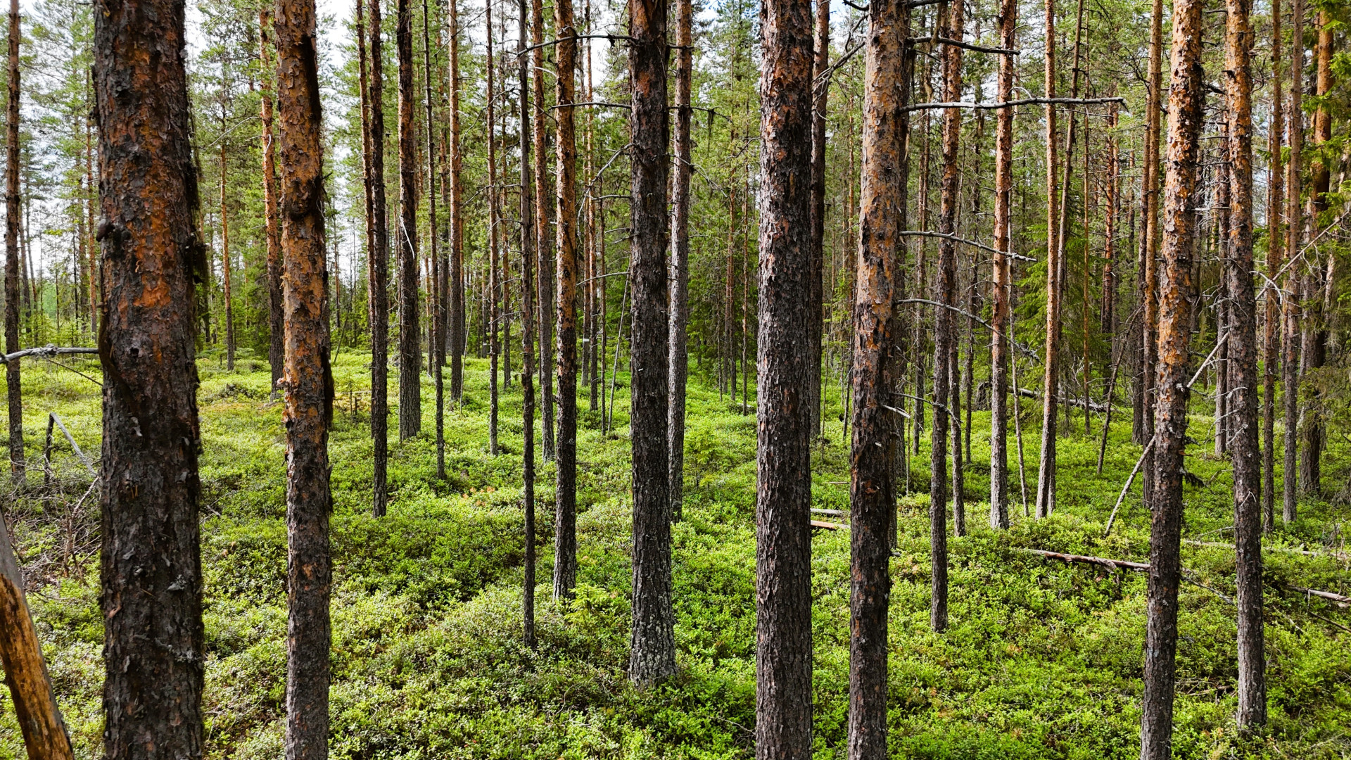Farm / Forestry in Sweden for sale