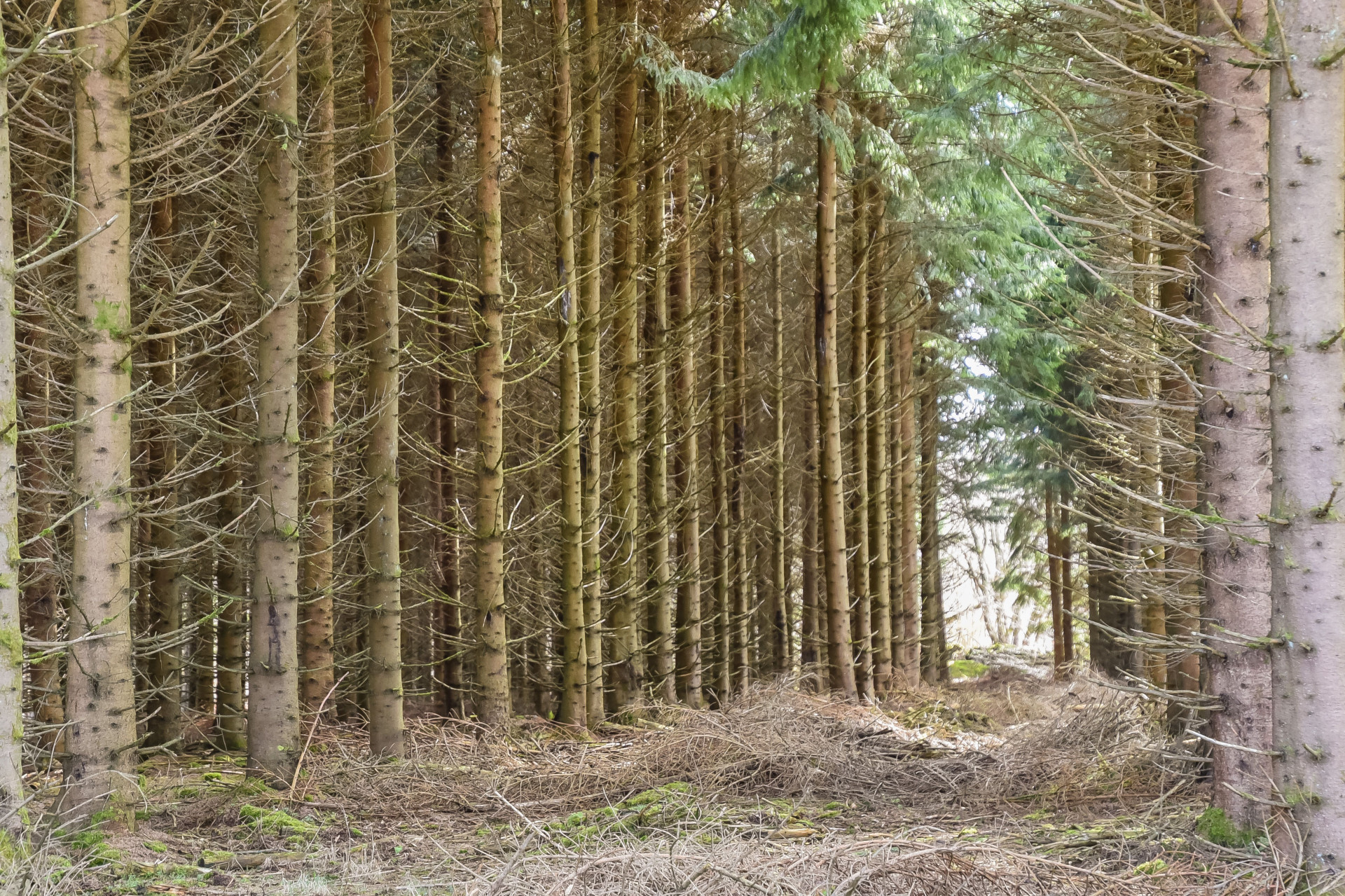 Farm / Forestry in Sweden for sale