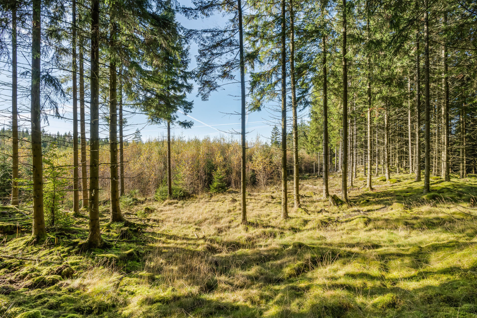 Farm / Forestry in Sweden for sale