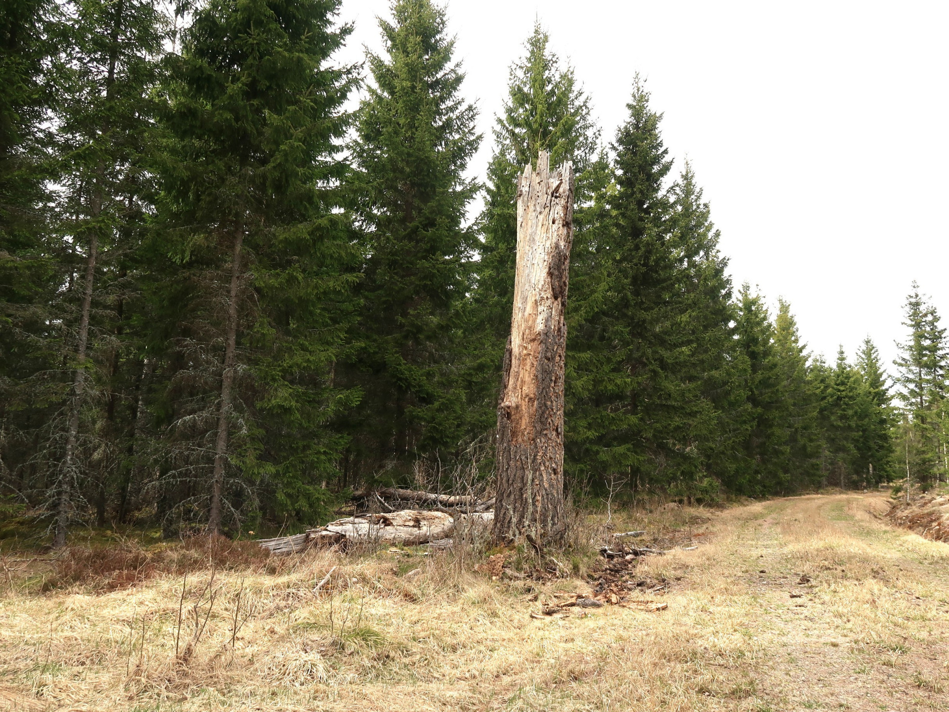 Farm / Forestry in Sweden for sale