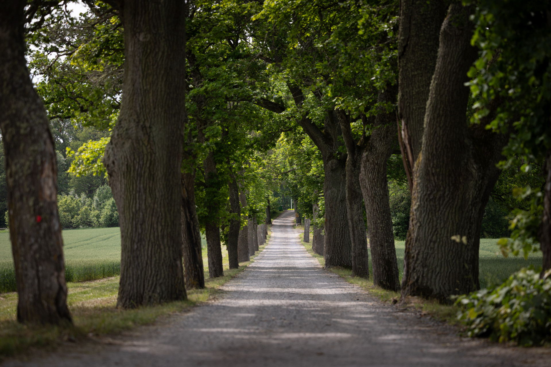 Farm / Forestry in Sweden for sale