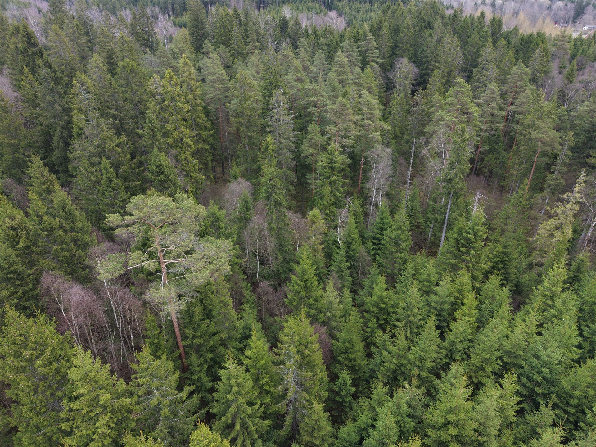 Farm / Forestry in Sweden for sale