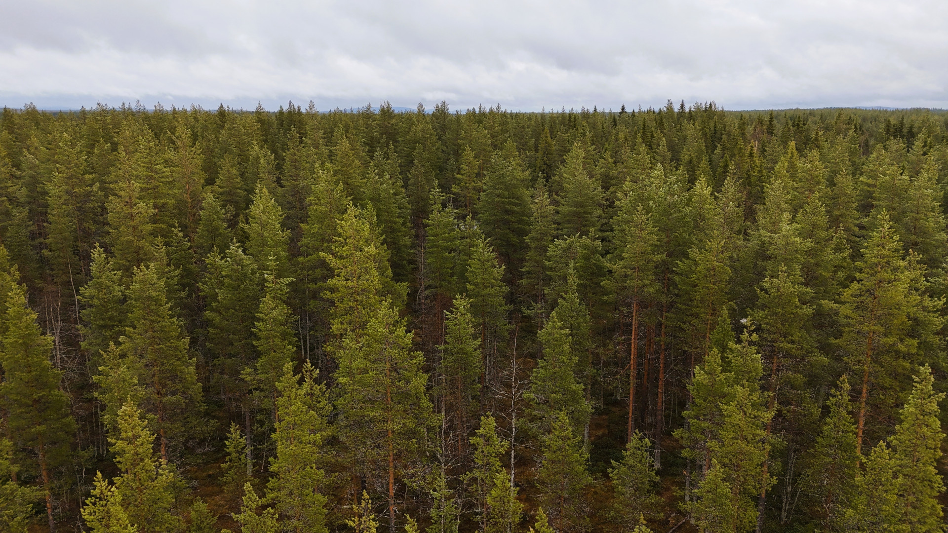 Farm / Forestry in Sweden for sale