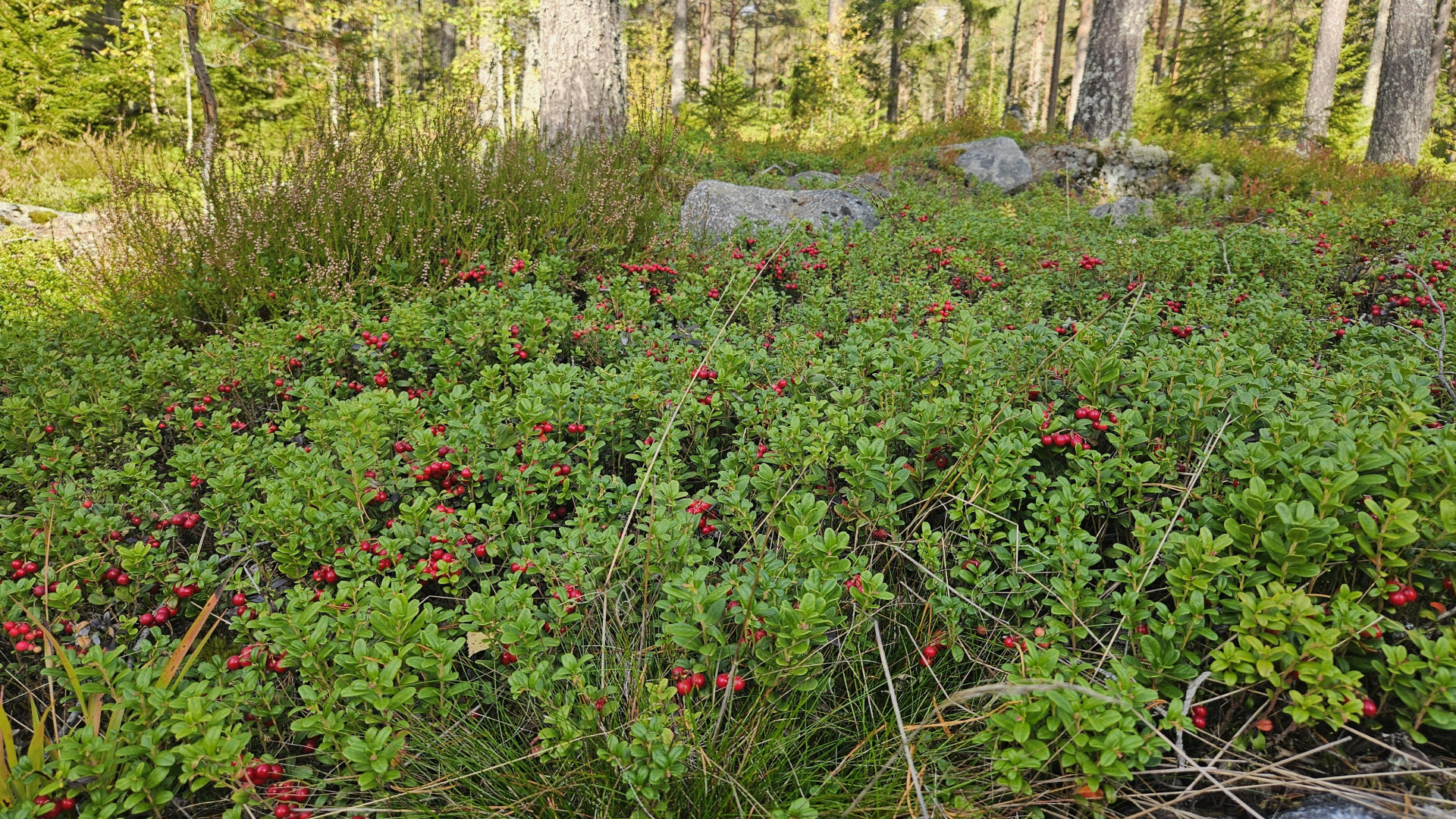 Farm / Forestry in Sweden for sale
