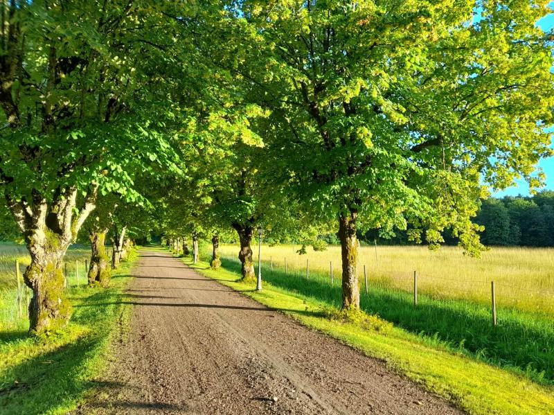 Farm / Forestry in Sweden for sale