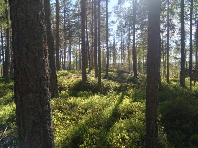 Farm / Forestry in Sweden for sale