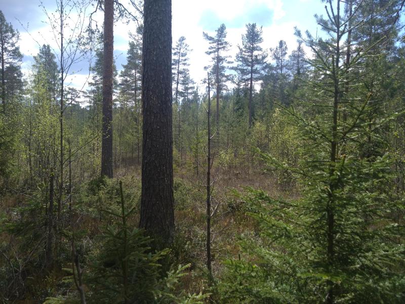 Farm / Forestry in Sweden for sale