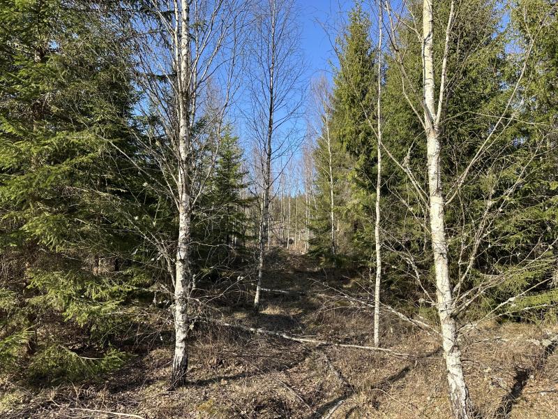 Farm / Forestry in Sweden for sale