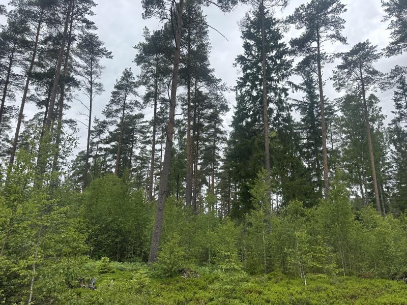 Farm / Forestry in Sweden for sale
