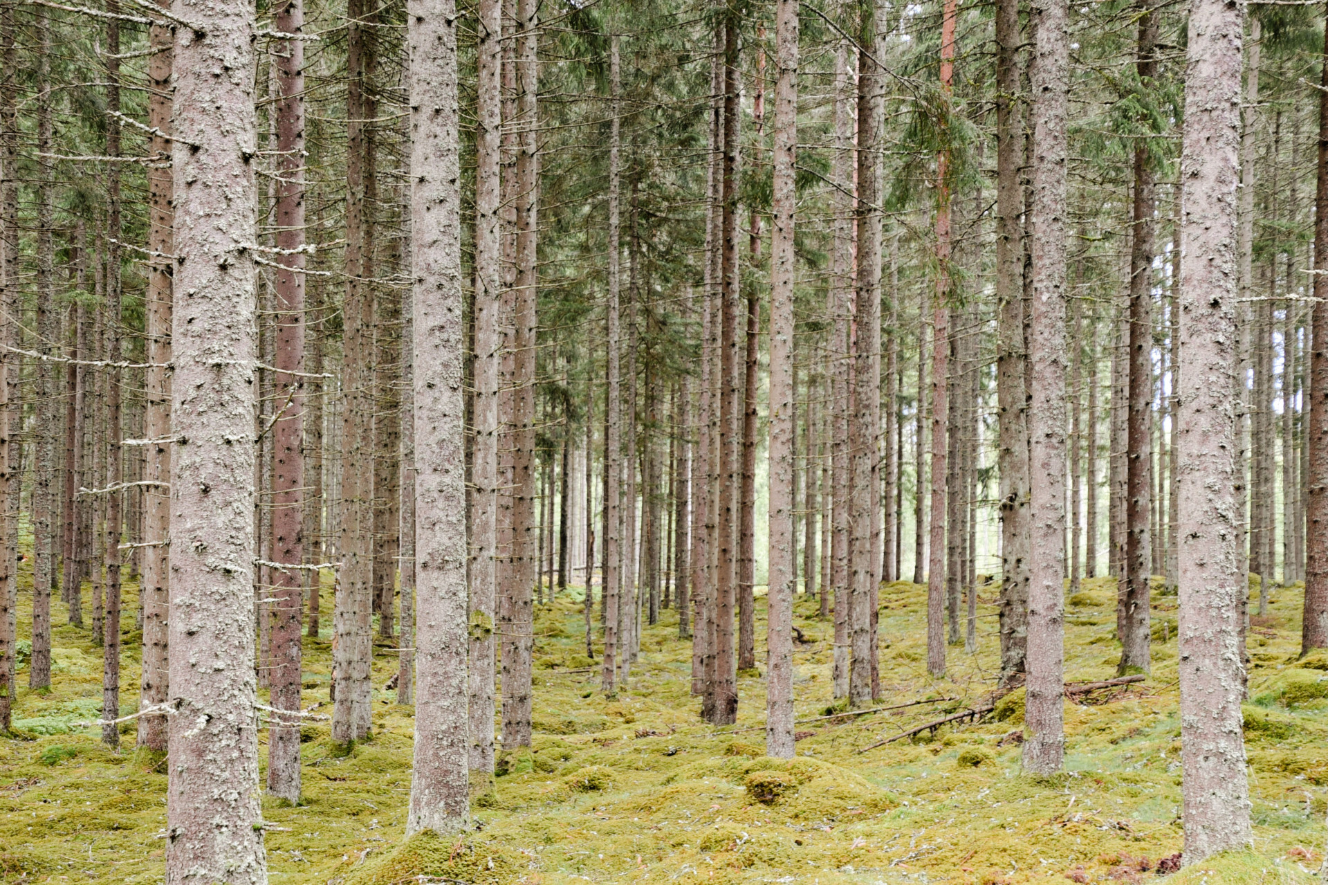 Farm / Forestry in Sweden for sale