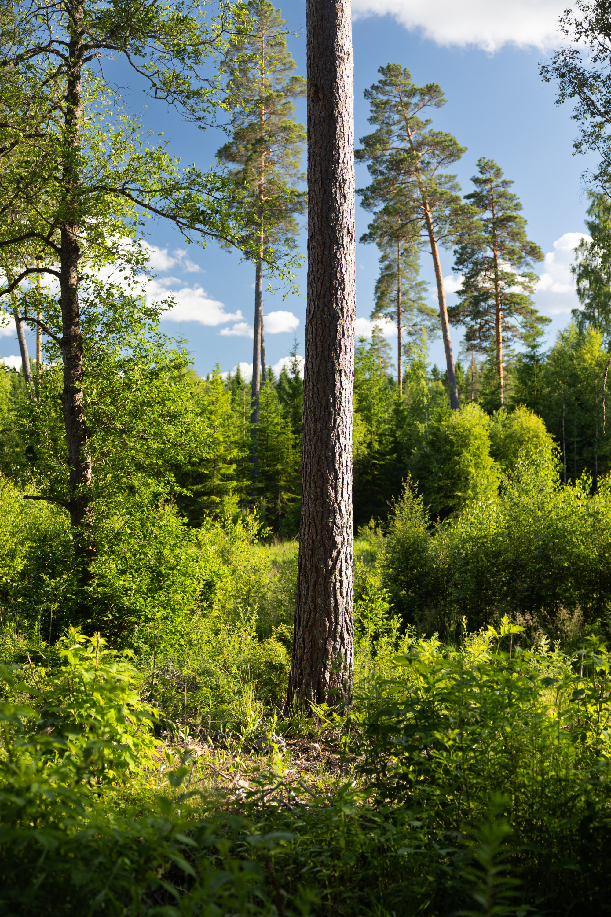 Sweden estate