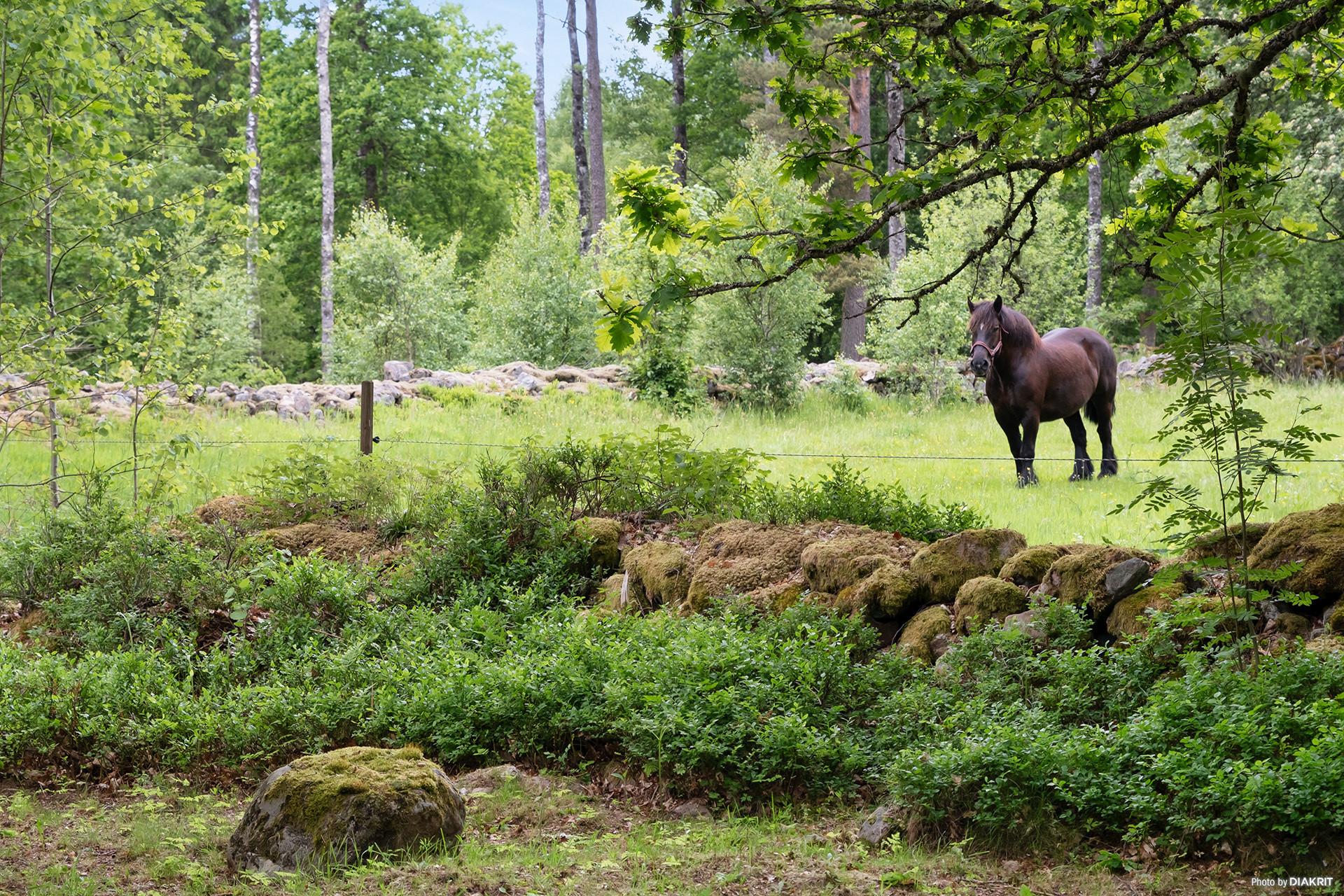 Sweden estate