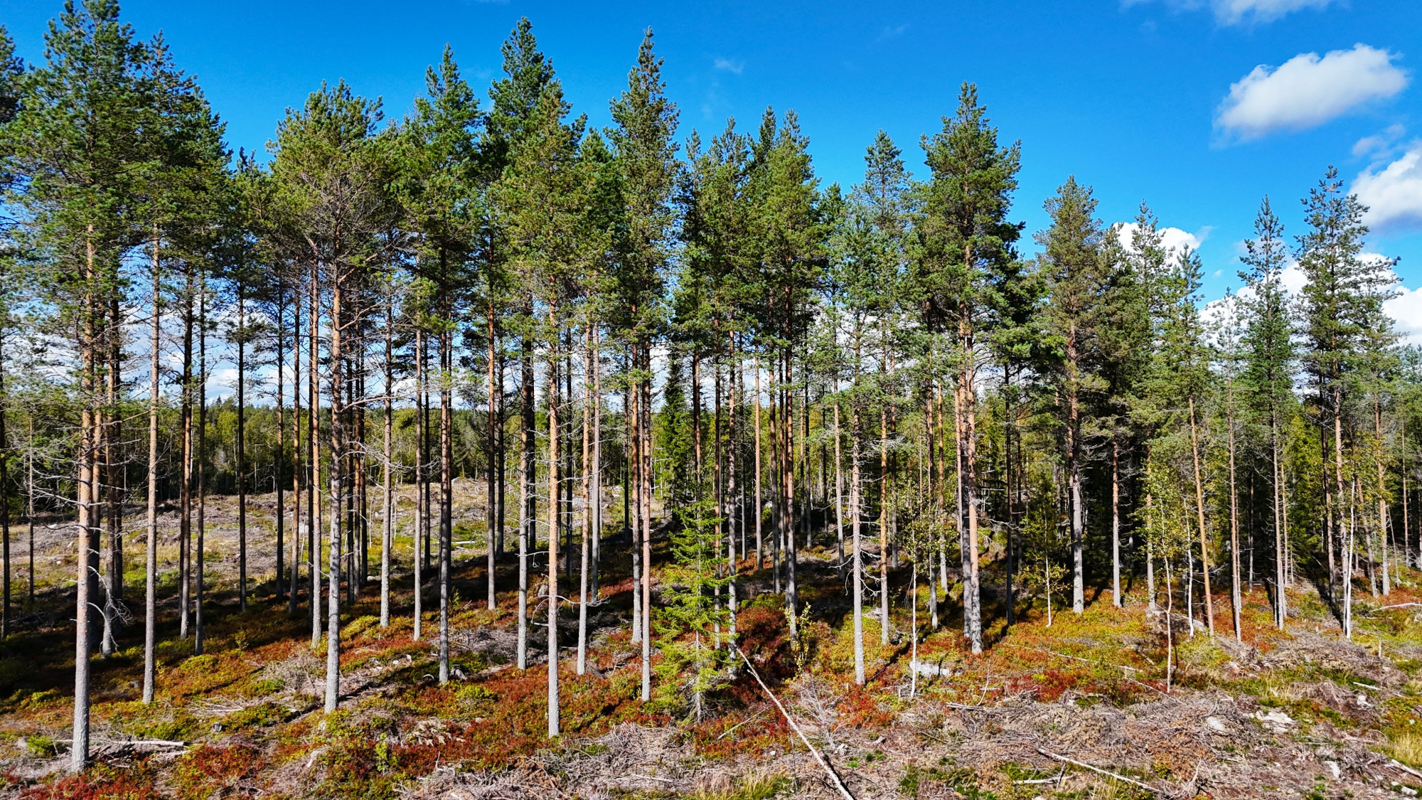 Sweden estate