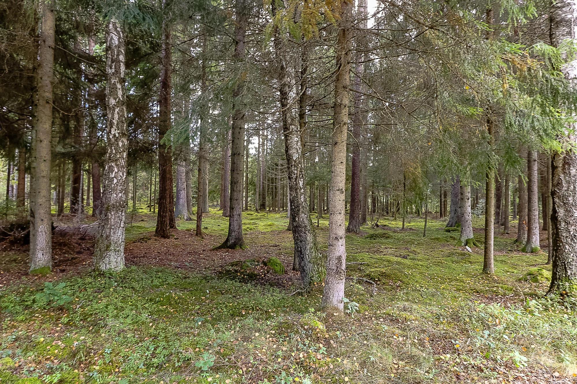 Sweden estate