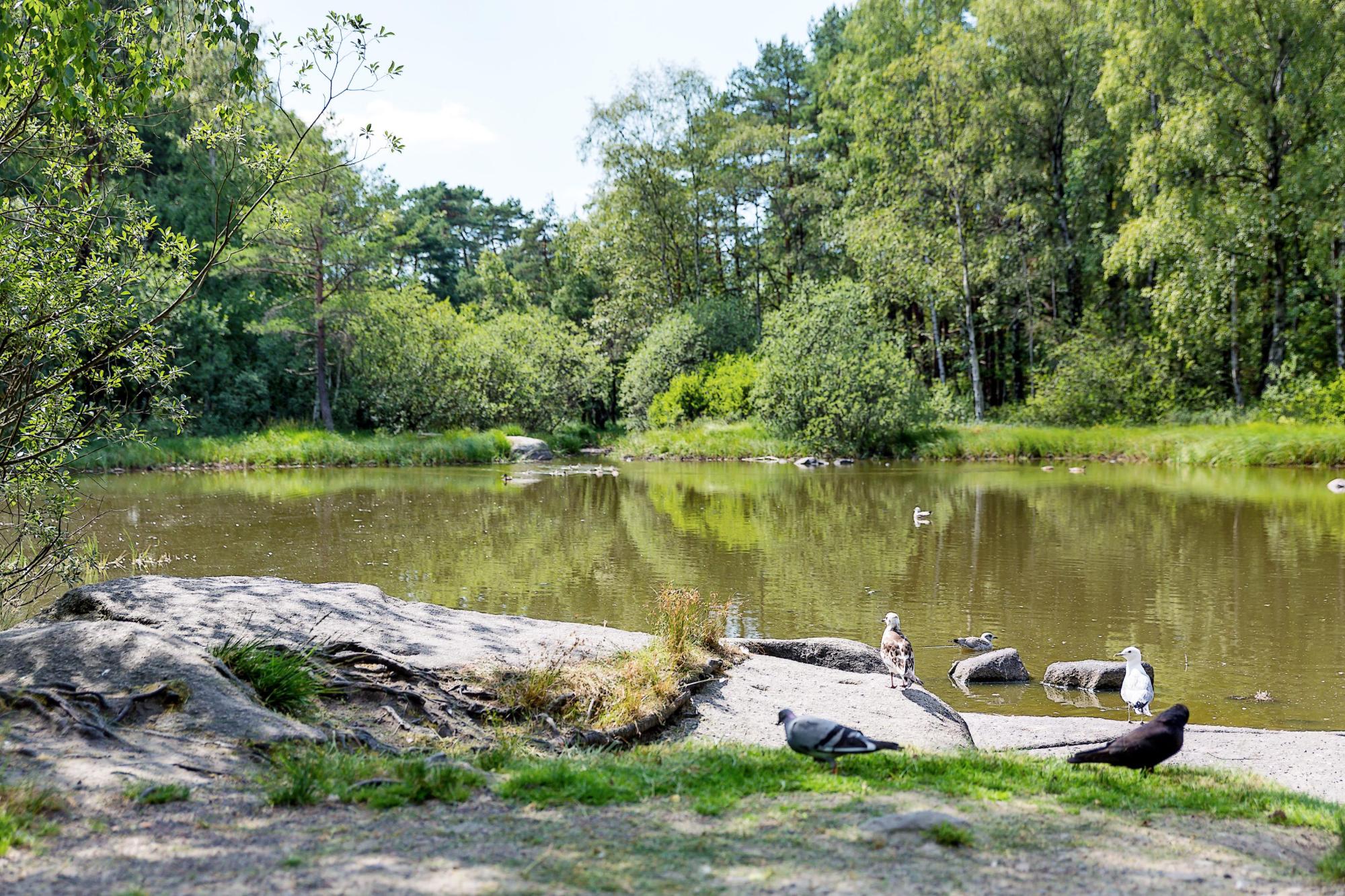 Sweden estate