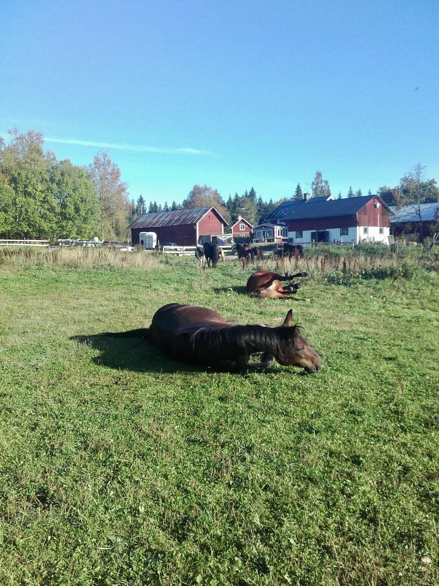 Sweden estate