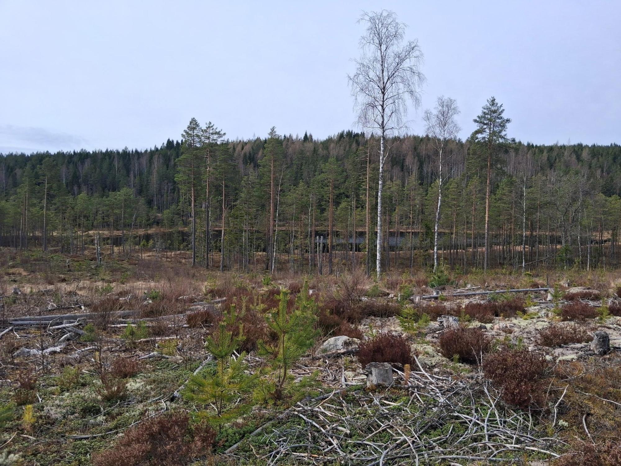 Sweden estate