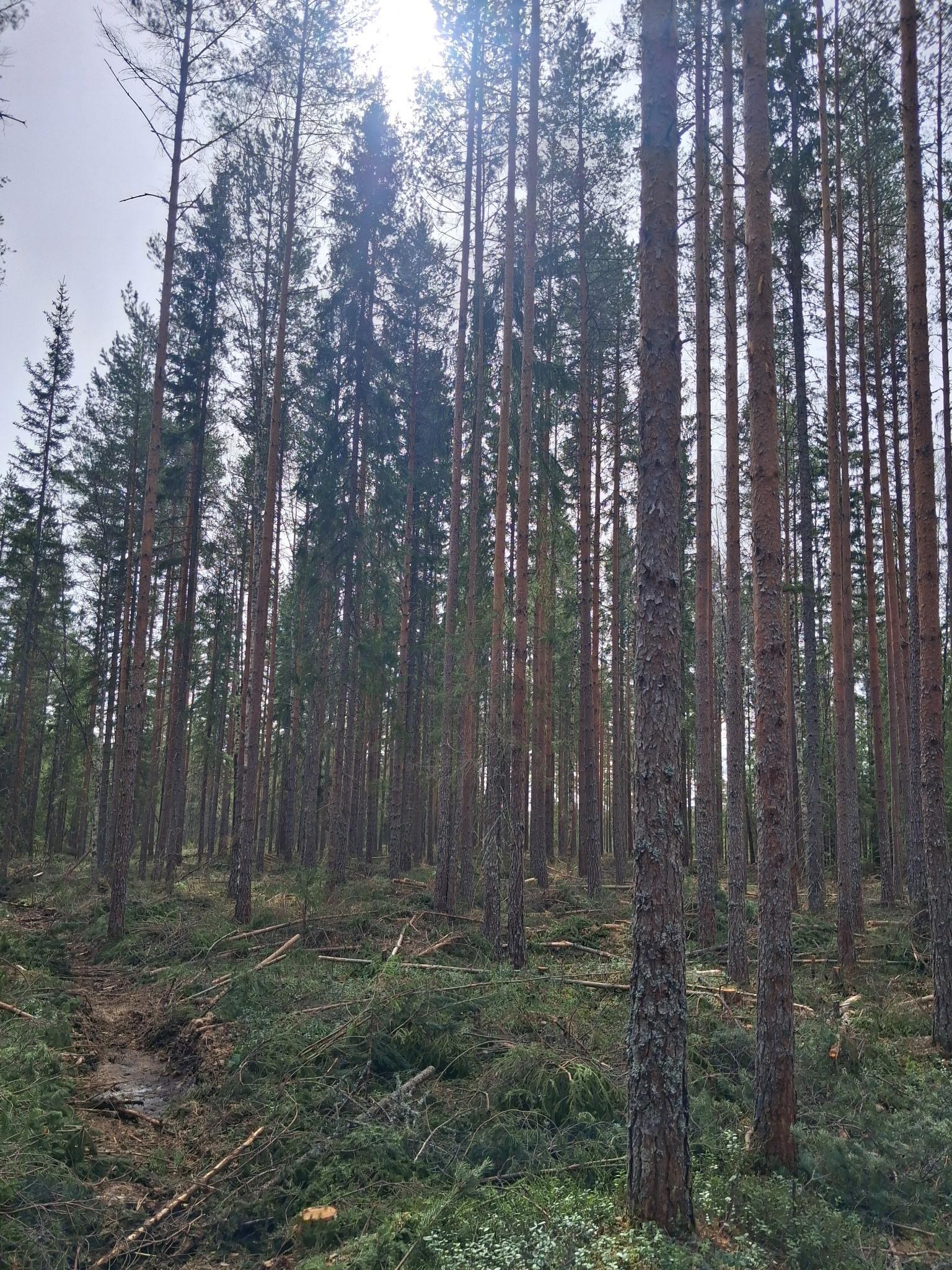 Sweden estate