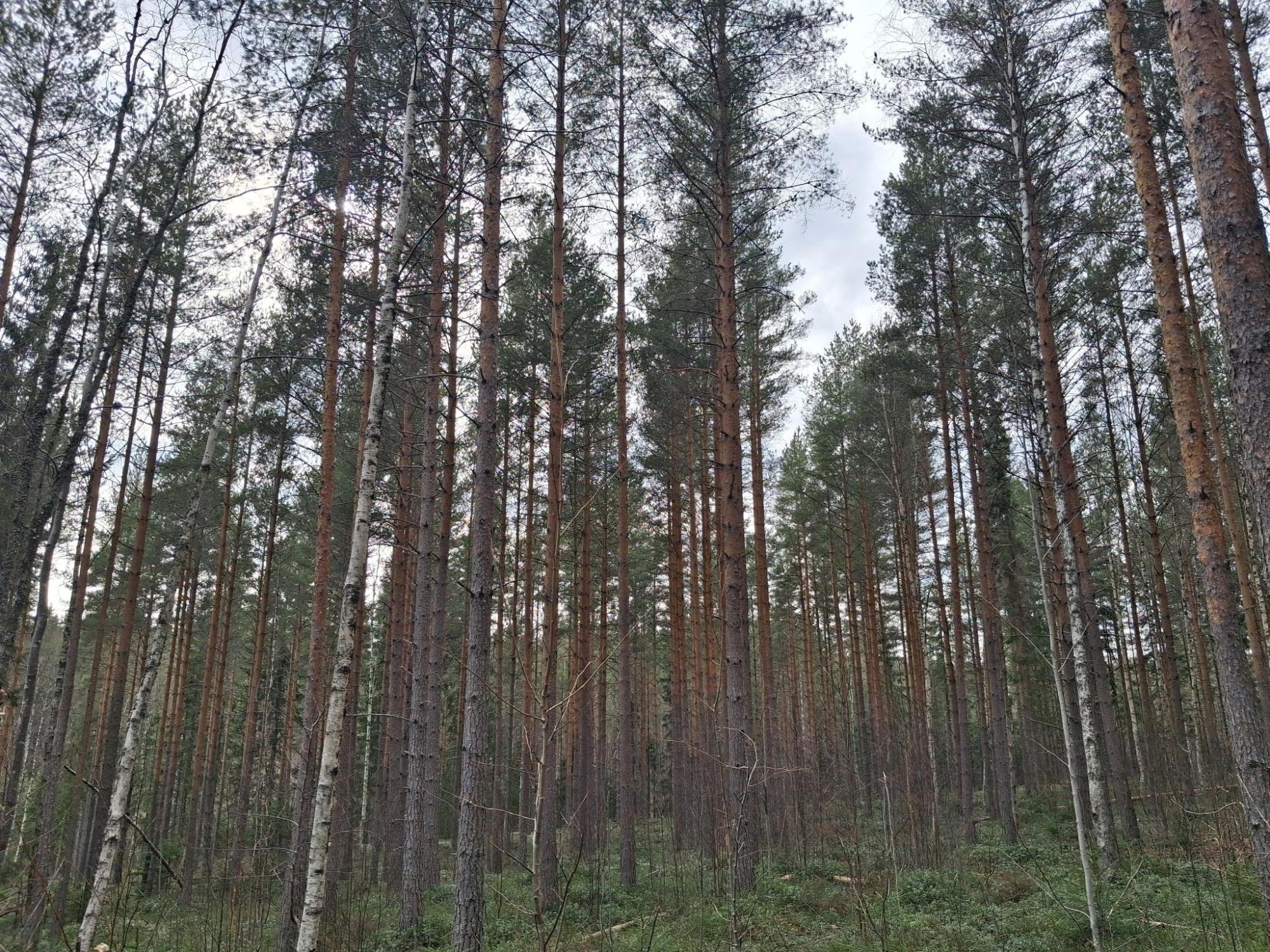 Sweden estate