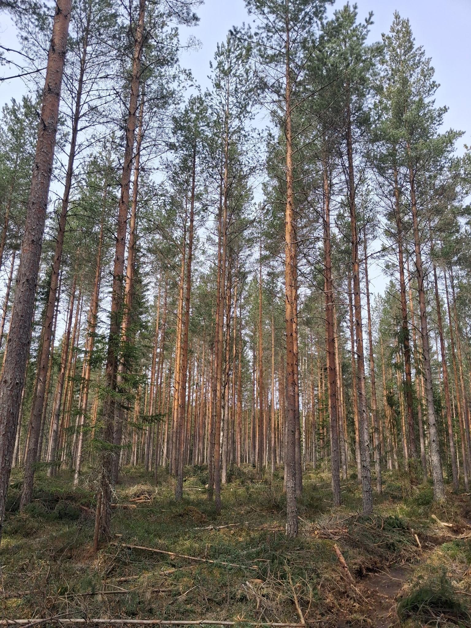 Sweden estate