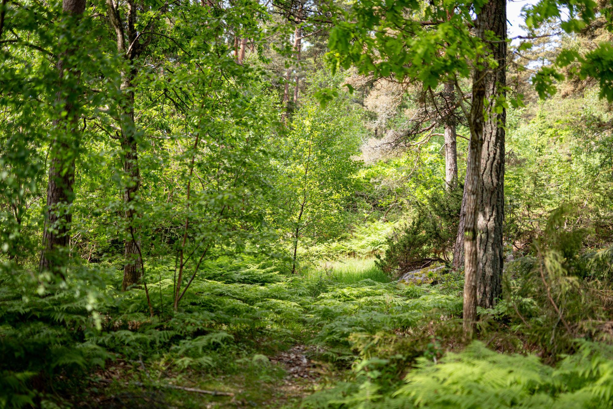 Sweden estate