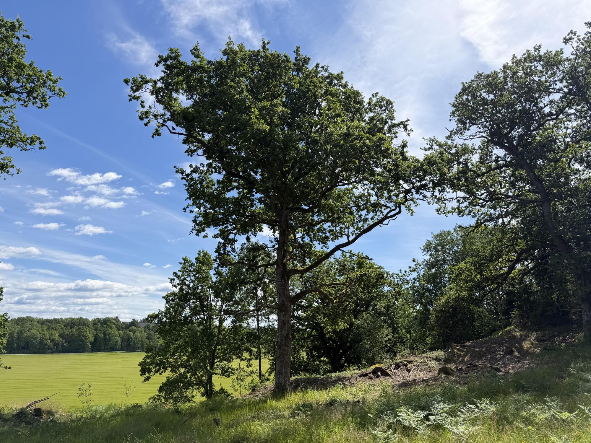 Sweden estate