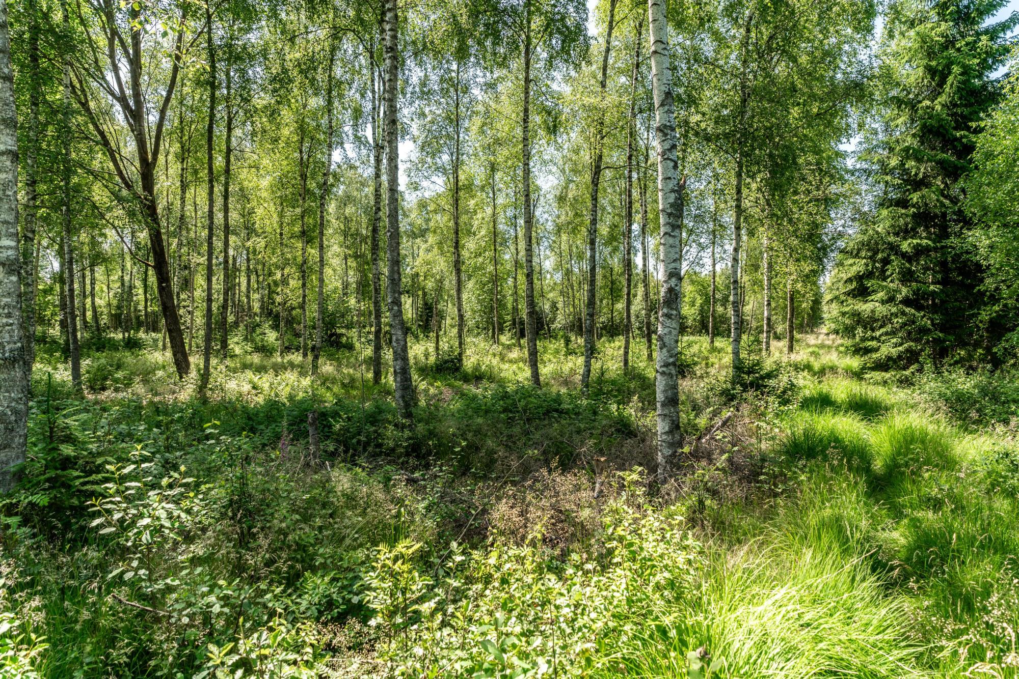 Sweden estate