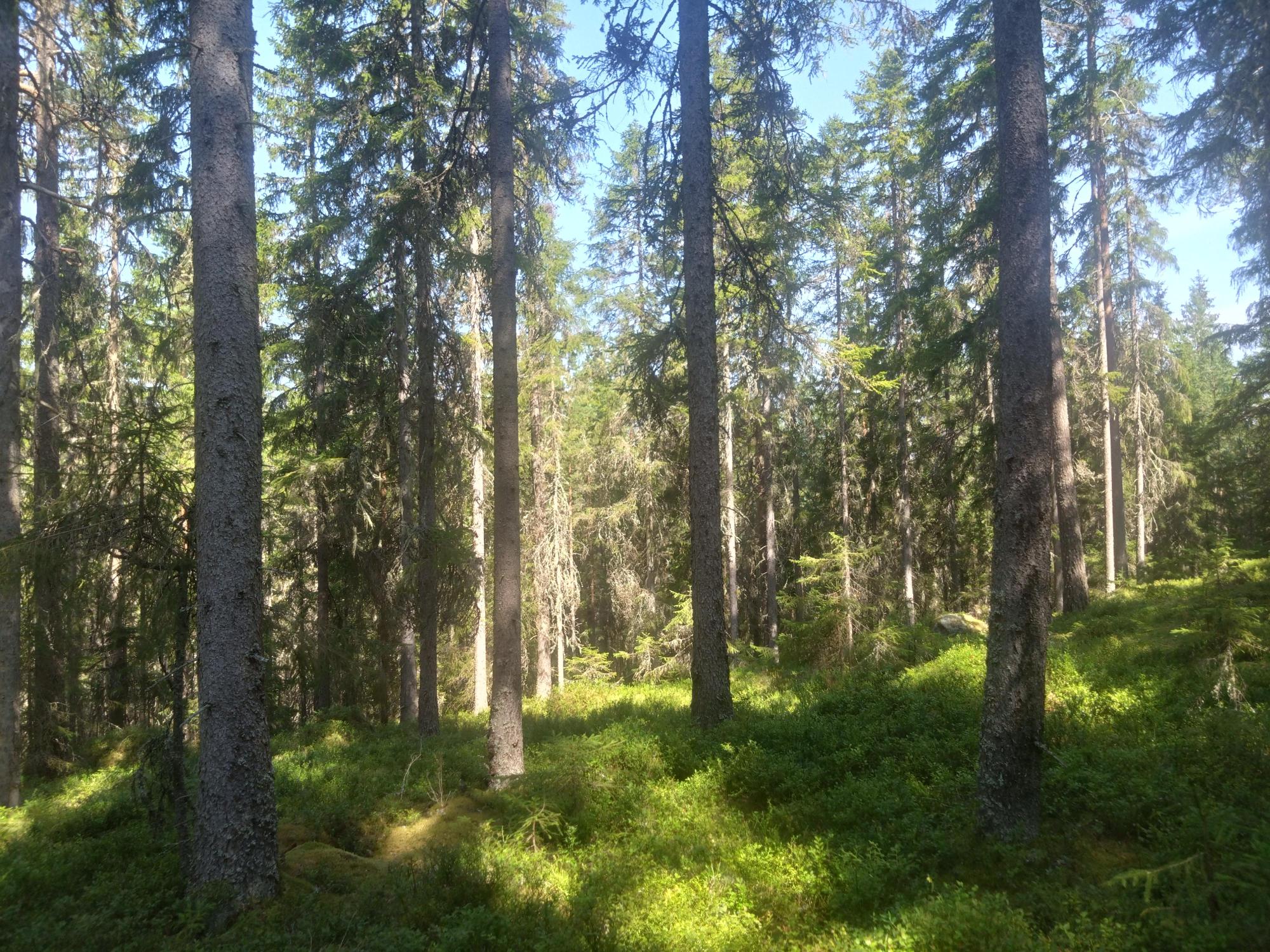 Sweden estate