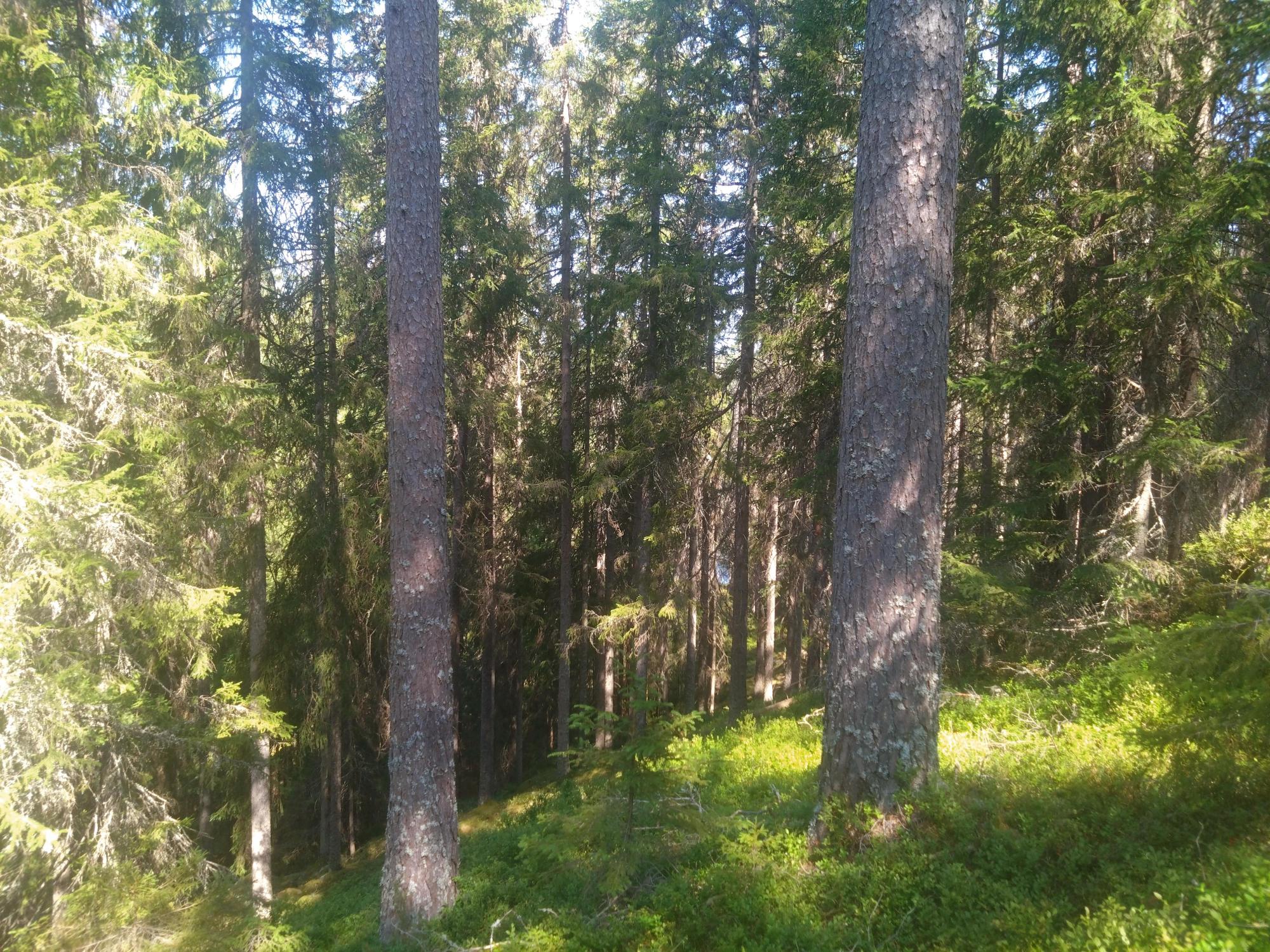 Sweden estate