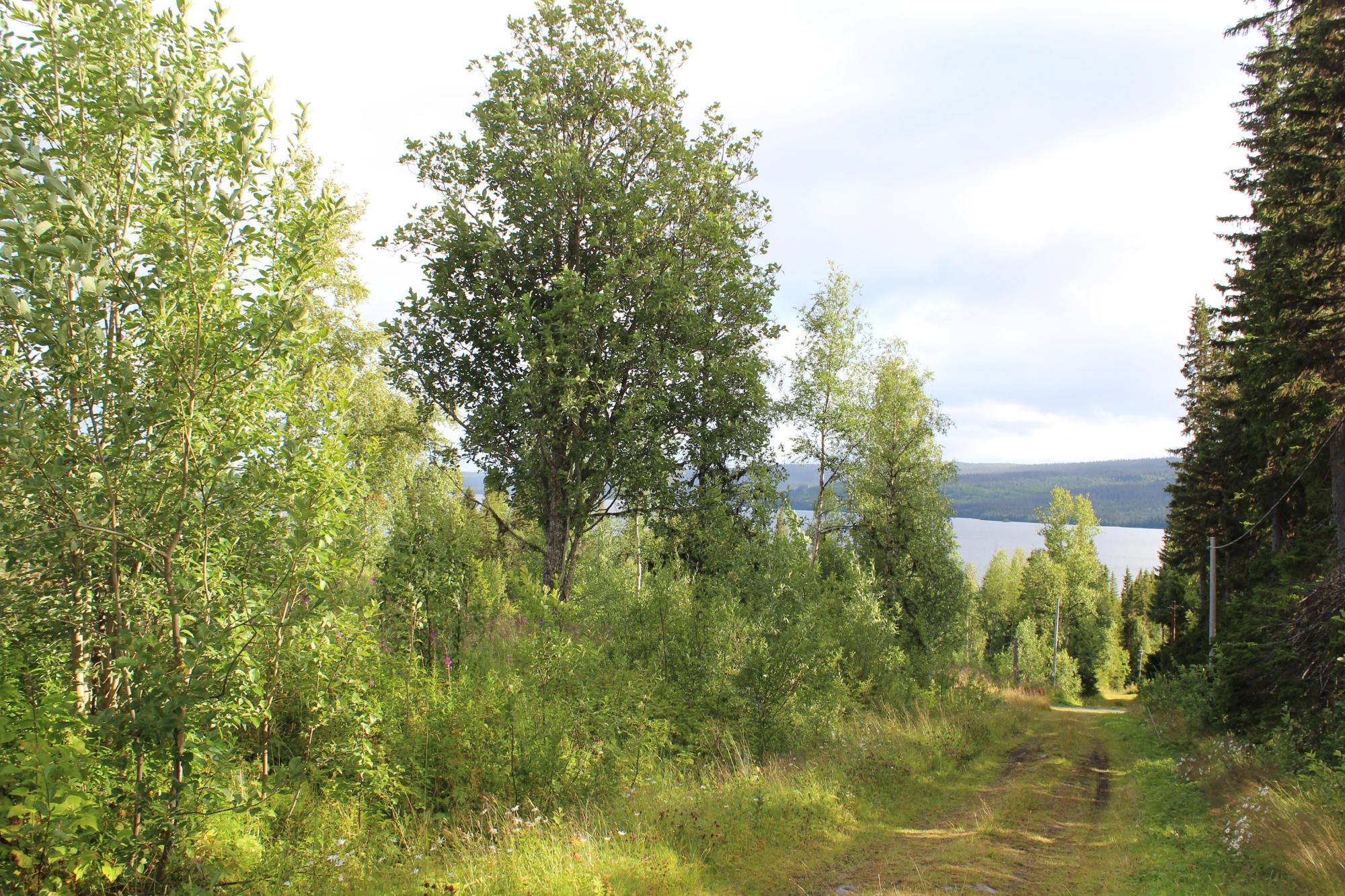 Sweden estate