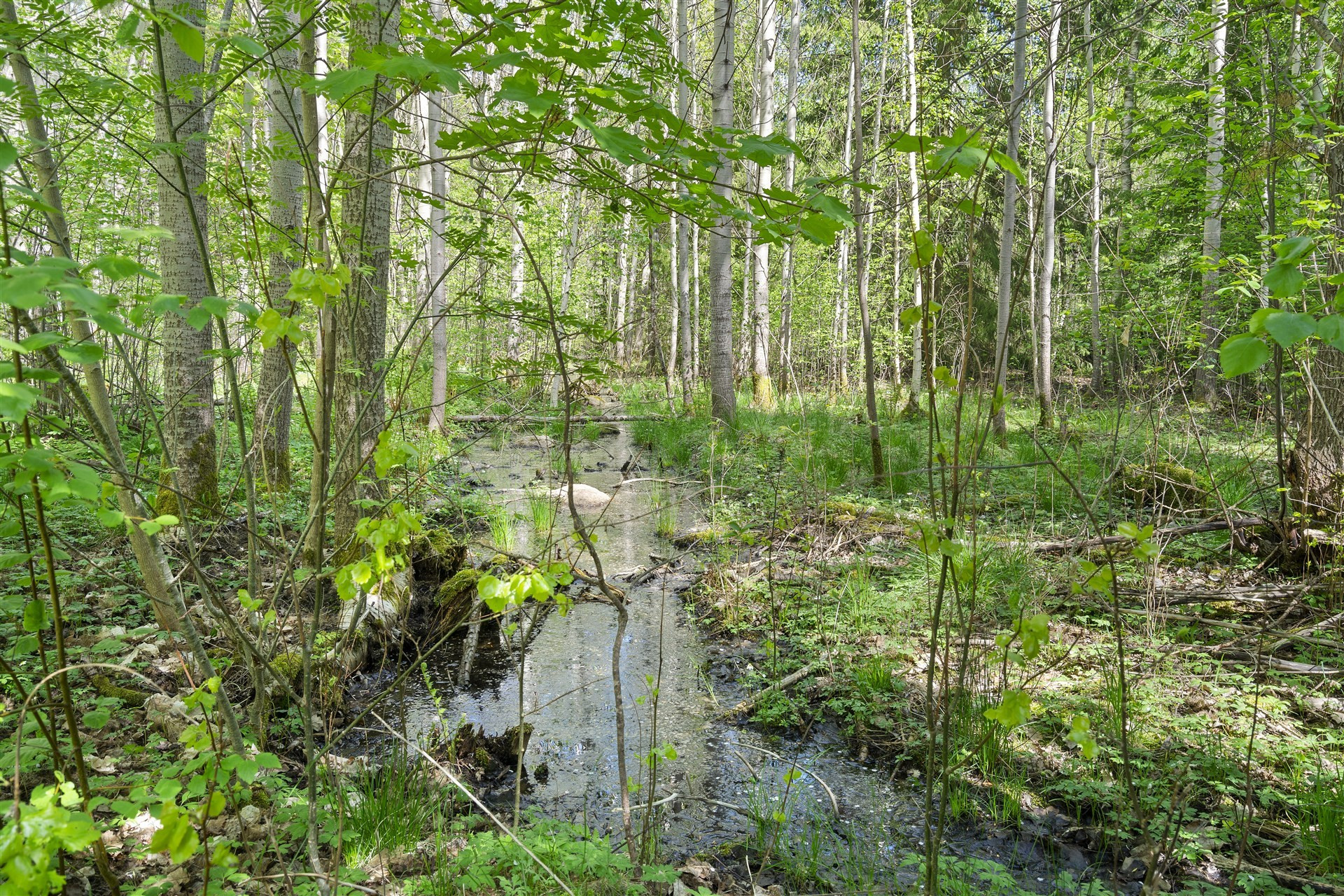 Sweden estate