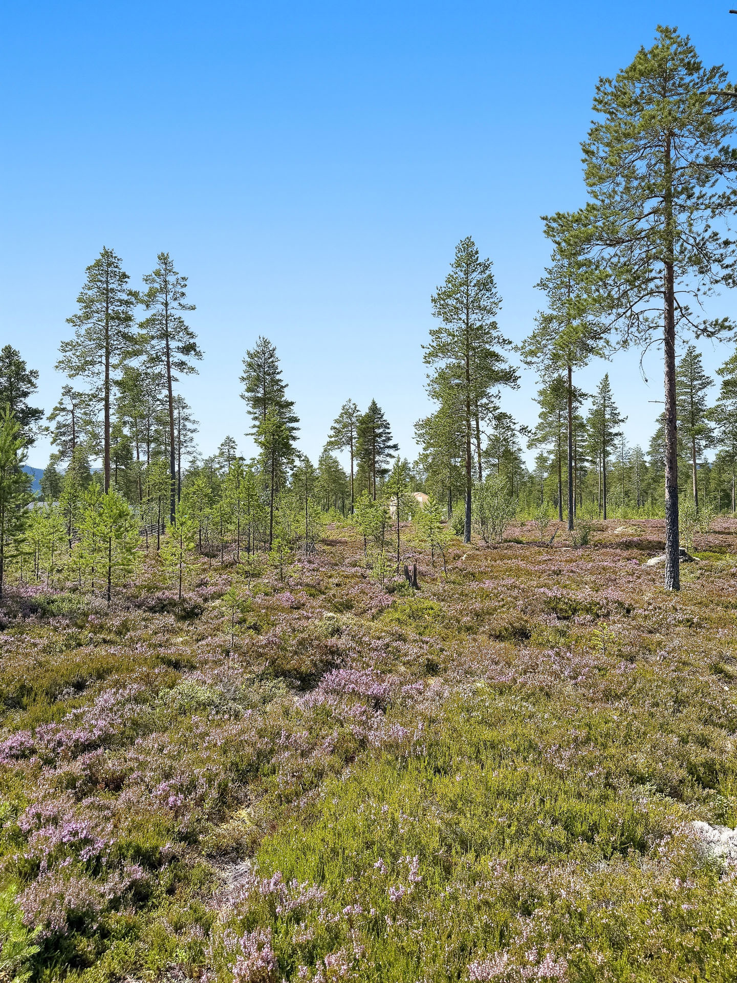 Sweden estate